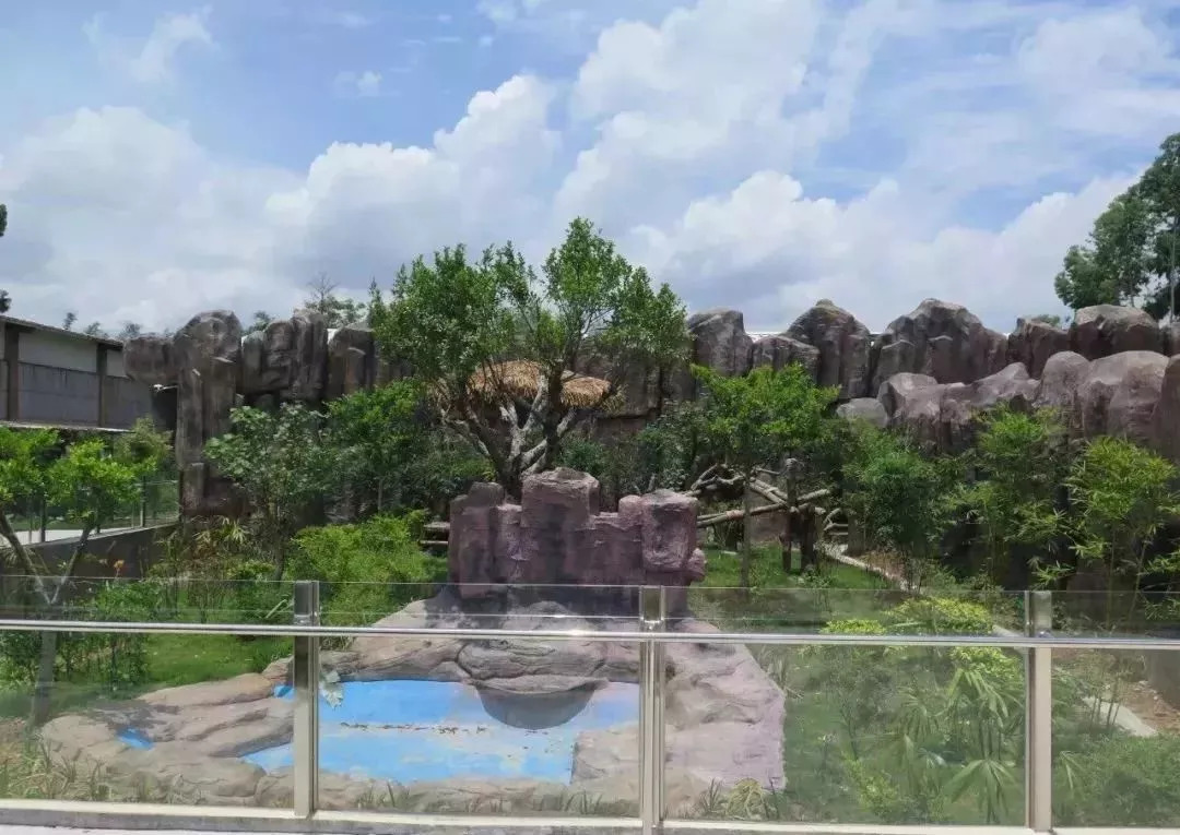 实力圈粉！熊猫兄弟今天正式亮相东莞，一大波萌图滚滚来袭