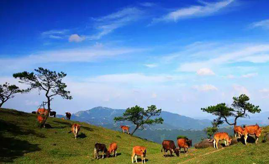 想看大草原是去西藏还是新疆,想看草原去哪里合适