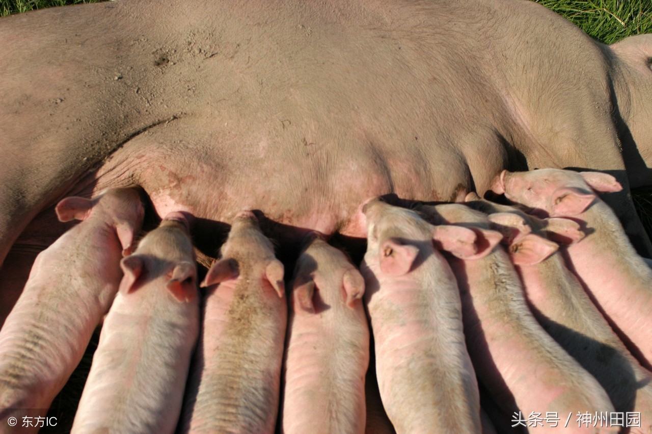 屁股一翘腿一蹬，不打麻药不剖腹，原来母猪是这么下崽的