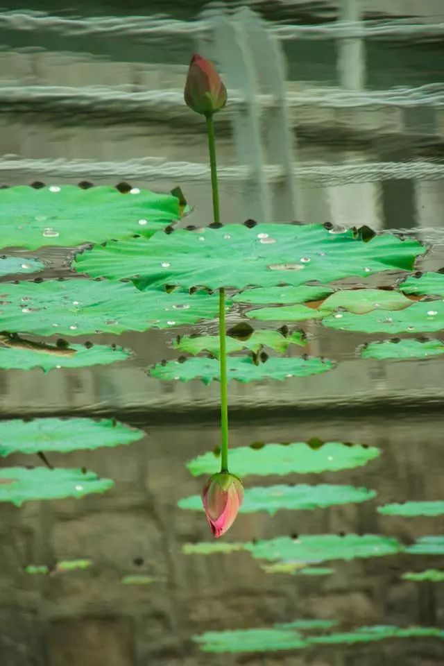 有没有一句你喜欢的但是夏日荷花的清凉就藏在这些只言片语之中