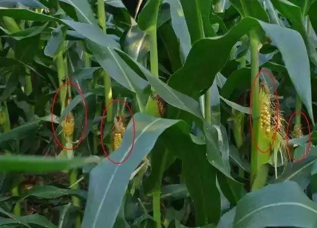 高温天气打不着火怎么办,玉米在高温下会出现什么情况