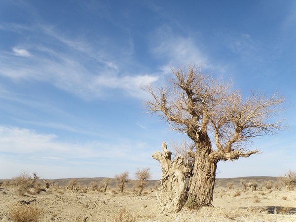 *疆新**（六）——梦牵大西北13