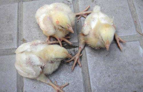 鸡嗉囊肿胀图片,鸡嗉囊炎怎么快速治