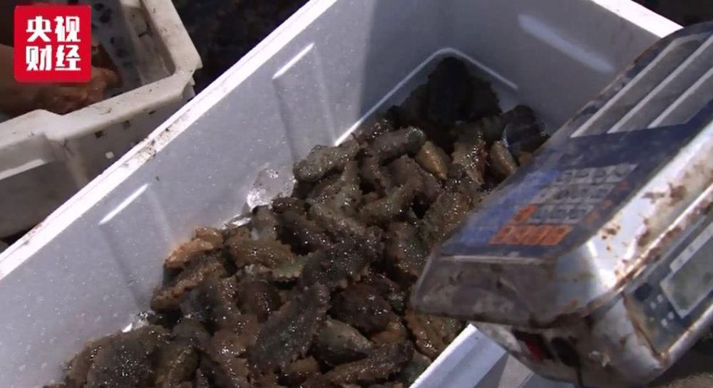 大连海参大量被热死损失了多少钱,大连气温太高造成海参死亡事件