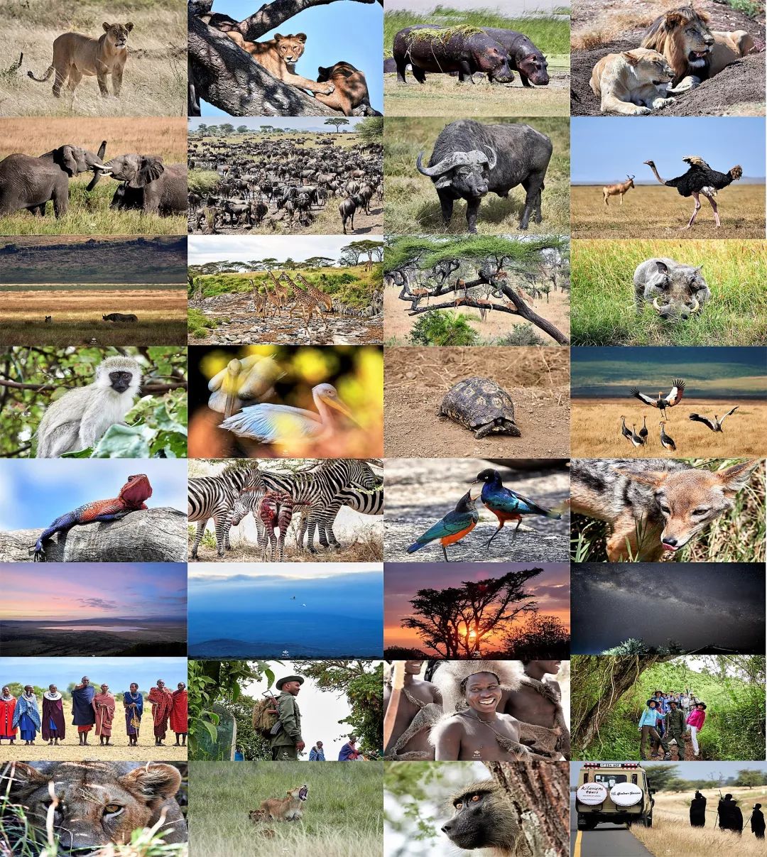 肯尼亚和坦桑尼亚哪个值得去,坦桑尼亚刚刚好之行