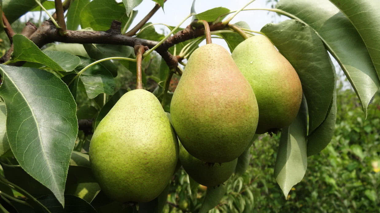 超级好吃的梨是什么品种,绿色的梨很爽口多汁的梨叫什么