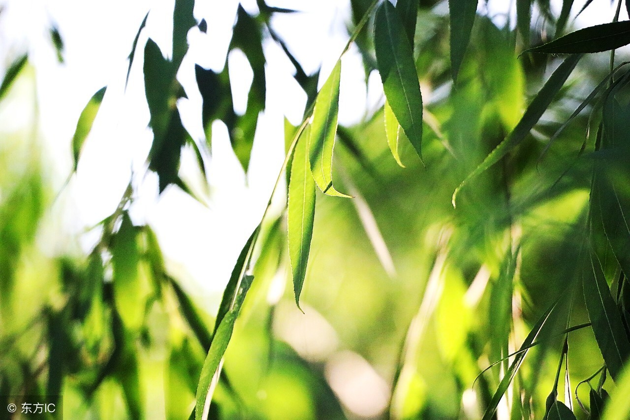 真茶叶假茶叶辨别方法,分辨假的茶叶是什么茶