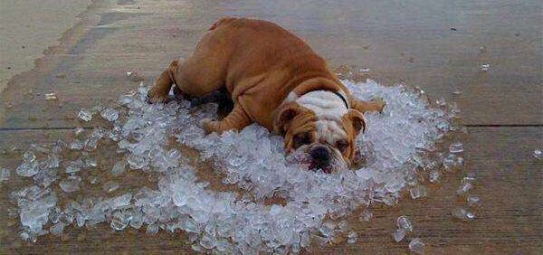 热射病治疗癌症,热射病是意外还是疾病