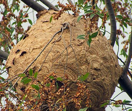被马蜂蛰了用什么草药治疗图片,嘴唇被马蜂蛰怎么消肿土方