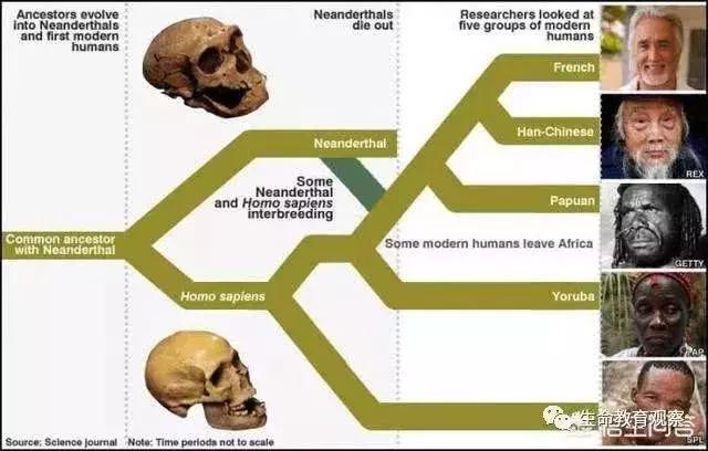 科学家如何发现人和大猩猩间有生殖隔离的