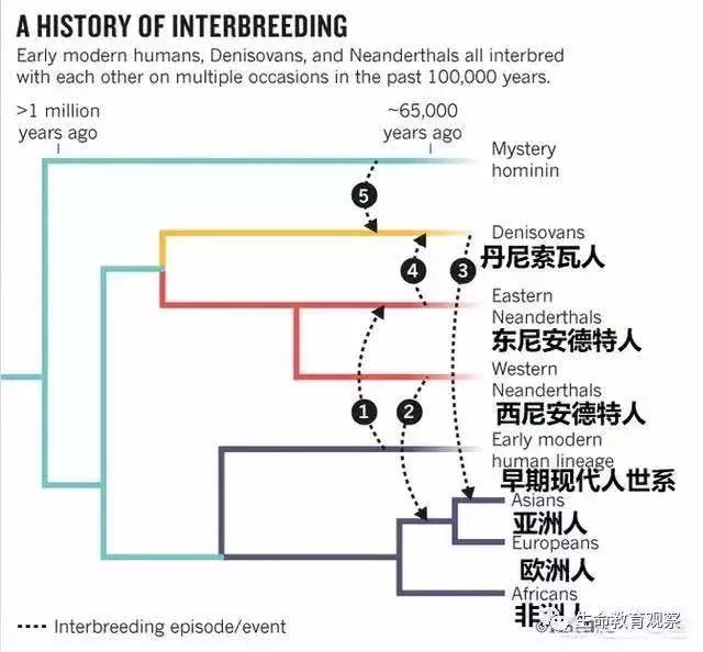 人和大猩猩有没有生殖隔离,人类与大猩猩之间有隔离的现象吗