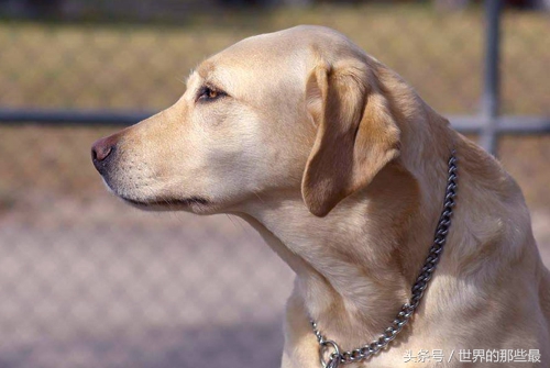 不适合当警犬军犬的八种狗,什么狗能当军犬和警犬