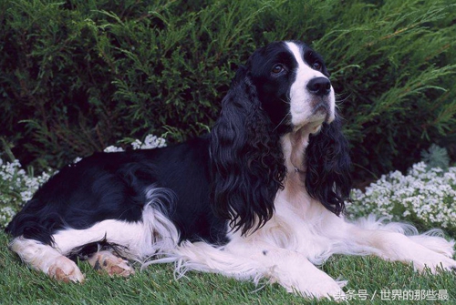 不适合当警犬军犬的八种狗,什么狗能当军犬和警犬