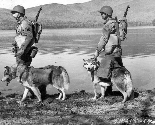 雪橇三傻是军犬吗,雪橇三傻当军犬