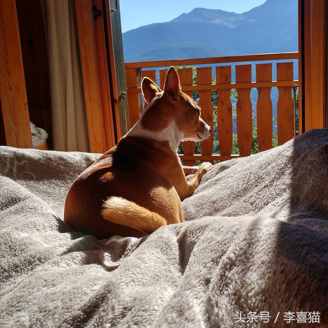 五种来自非洲的狗狗，最后一种可爱得像团毛球，知名度却很低