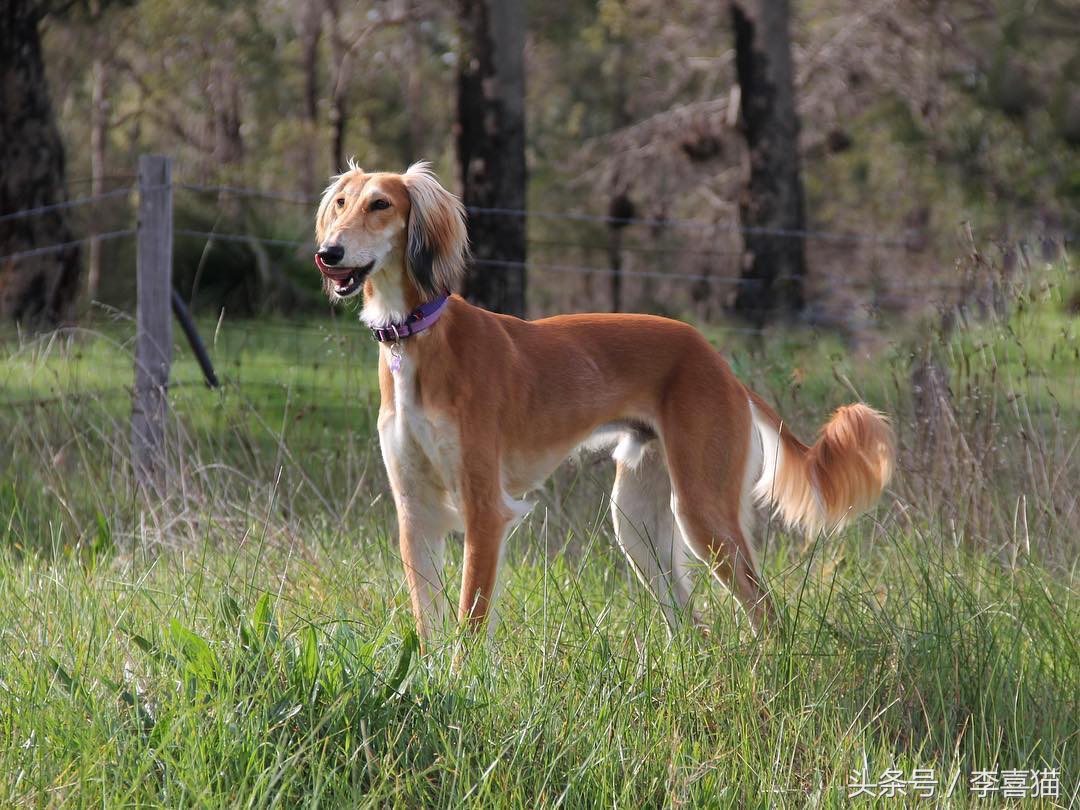 五种来自非洲的狗狗，最后一种可爱得像团毛球，知名度却很低
