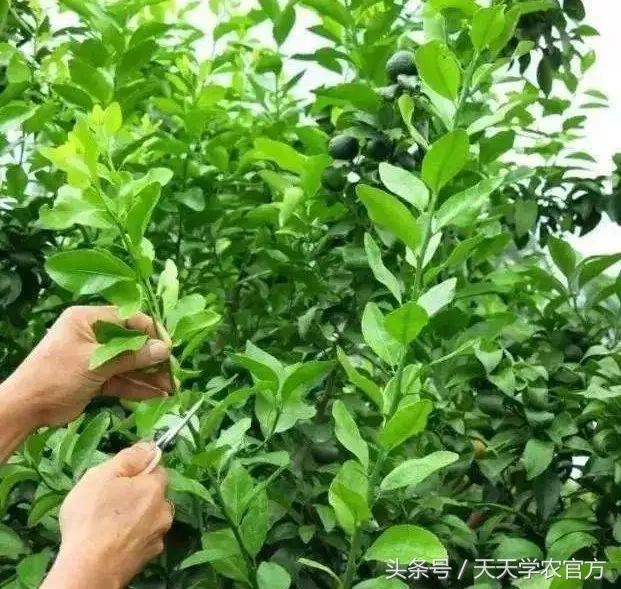 剪坏了的柑橘树如何补救,柑橘树错误修剪