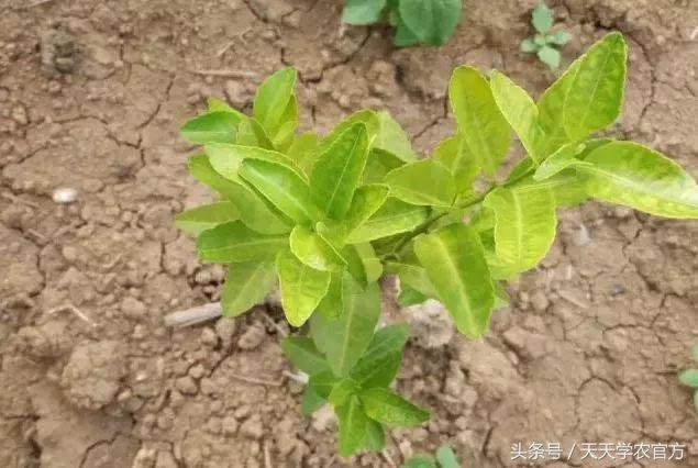 剪坏了的柑橘树如何补救,柑橘树错误修剪