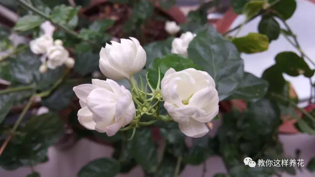 有利于提高晚上的睡眠质量的绿植,睡眠不好养什么花帮助睡眠