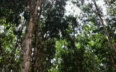 深圳最新的一个超级公园,深圳美景免费景点