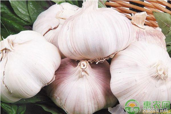 今日邳州大蒜价格行情走势,今日邳州市大蒜最新价格行情