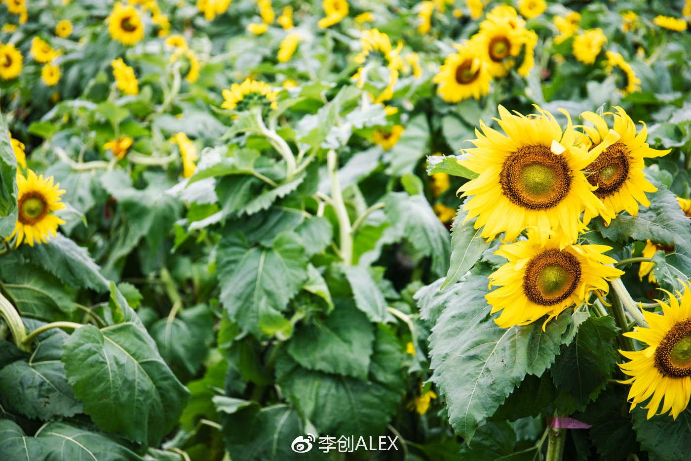 济州岛即将上演的童话世界,去济州岛旅行的感受