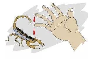 吓晕！厦门一女子吃山竹被毒虫蜇了！专家：是只“纳凉”的蝎子