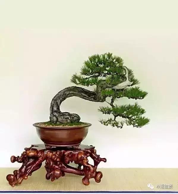 盆景人生哲理,从盆景欣赏体会人生哲理