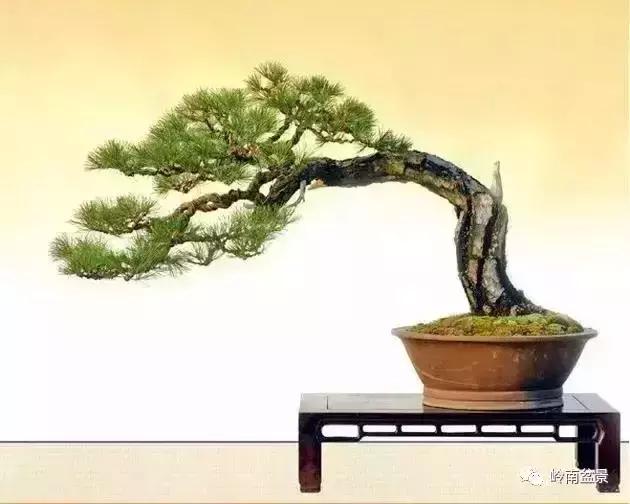 盆景人生哲理,从盆景欣赏体会人生哲理