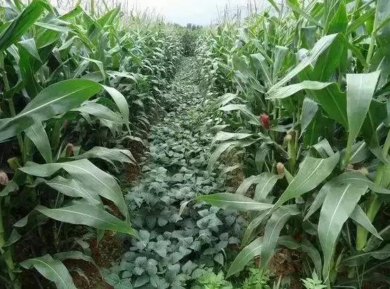 一亩地正常收入,一亩地收入利润多少钱