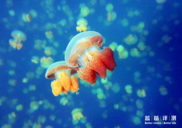 蓝莓评测｜全球60个海岛评测，假期选岛就看这一篇（上）