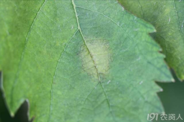 葡萄常见病害对照表,阳光玫瑰葡萄常见病害