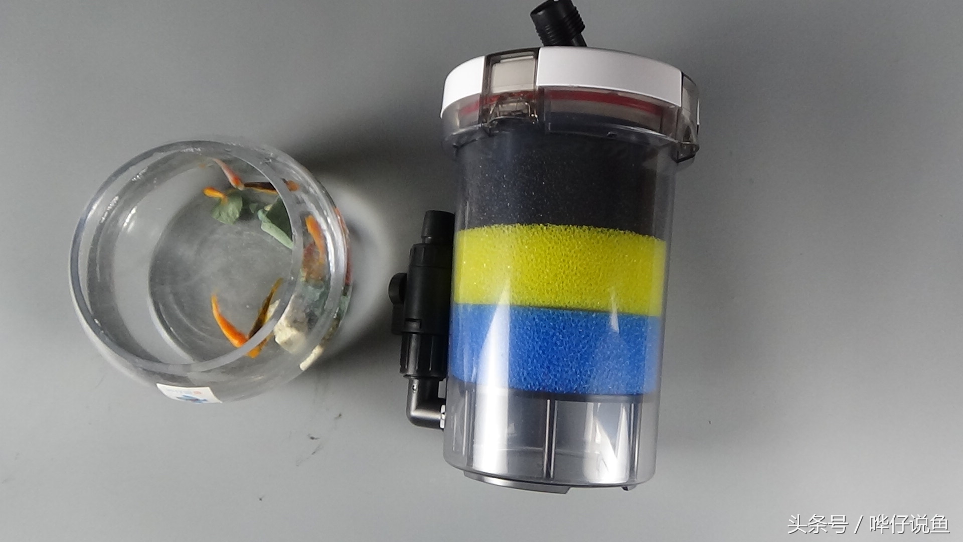 宠物鱼缸用什么过滤好,鱼缸养什么东西可以代替过滤器