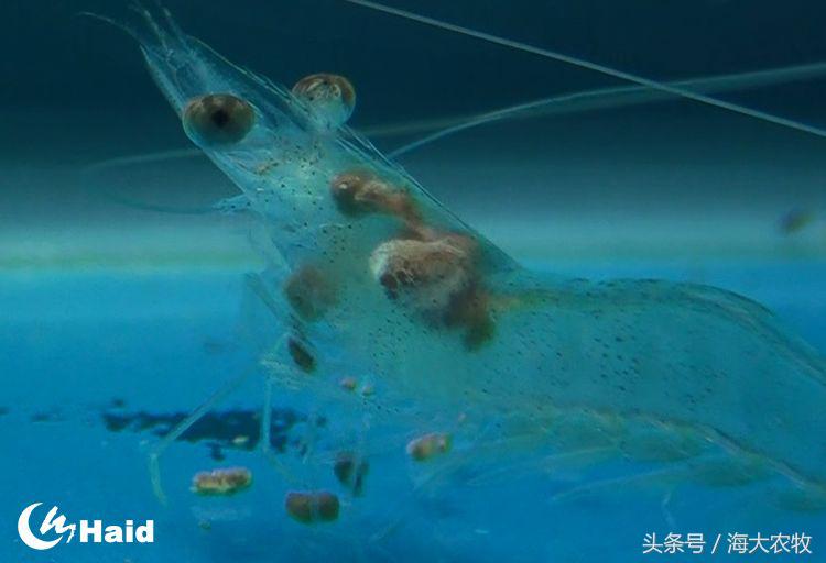 虾的养殖用什么饲料,养虾成本与利润分析表格