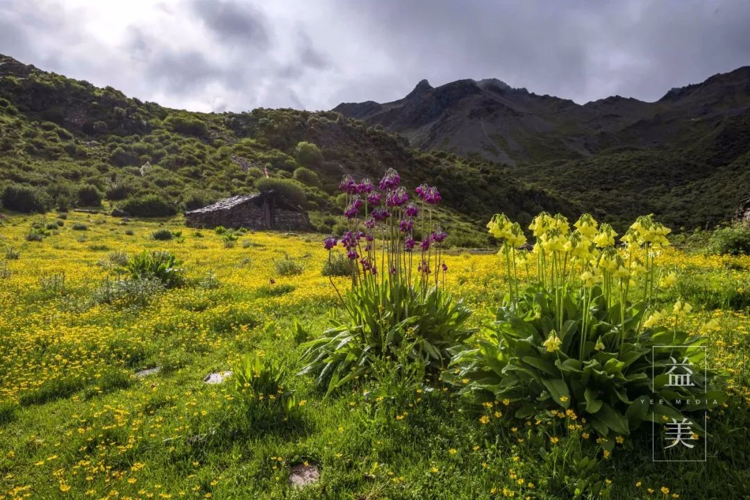 「昨日推文」哭泣的雪兔子，已经被人类挖到濒临灭绝！请高抬贵手放过它们吧！