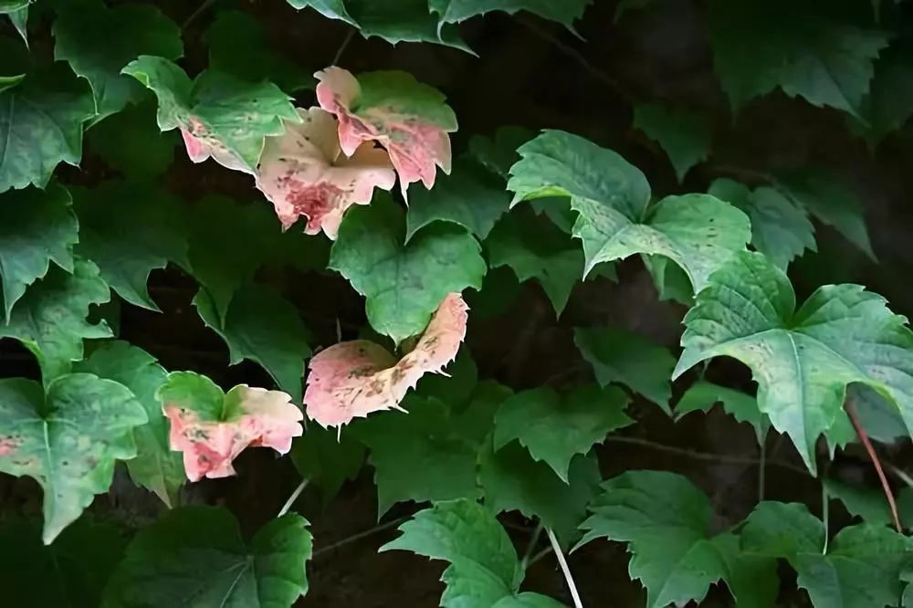 立秋暑去凉来一叶知秋,立秋暑气渐敛一叶知秋