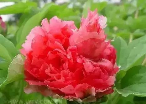 8.8发财日的祝福,8月18日发财日早安祝福图片