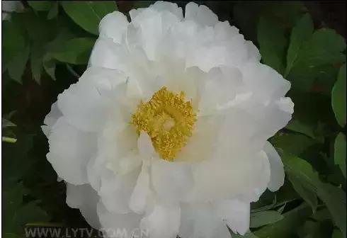 8.8发财日的祝福,8月18日发财日早安祝福图片