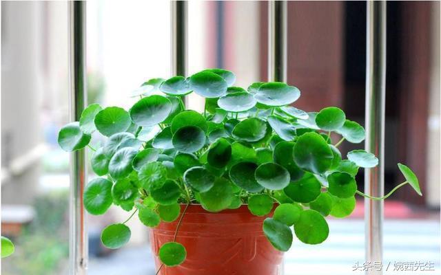 属虎吉祥植物七叶莲摆放什么方位,家里植物摆放方位禁忌