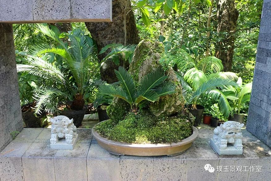 铁树植物园,铁树开花是很奇特的景色