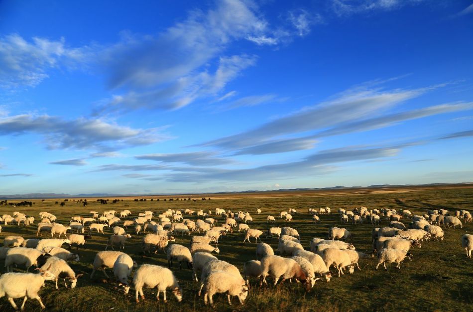 青海湖茶卡盐湖的路线,青海湖茶卡盐湖大草原