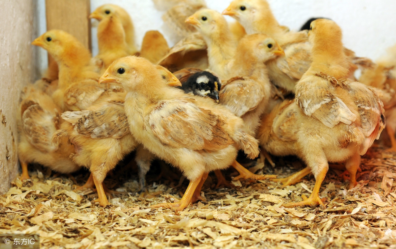 雏鸡的雌雄鉴别的作用,雏鸡雌雄鉴别方法好看视频