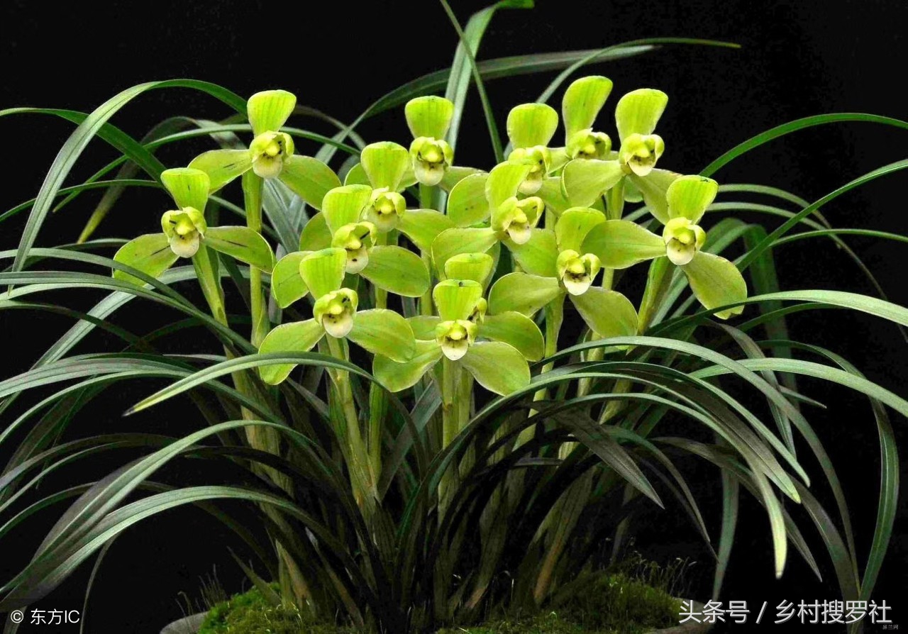 新手养什么品种的兰花好养活,哪种兰花最好养适合新手