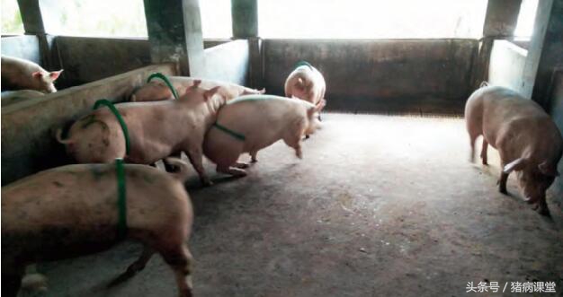 养猪人一定困扰母猪八大问题,养猪技术母猪产后无奶怎么办