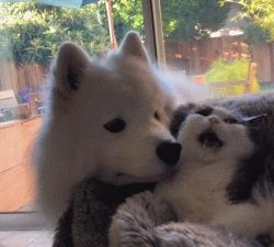 微笑天使萨摩耶和狗弟,微笑天使雪橇三傻