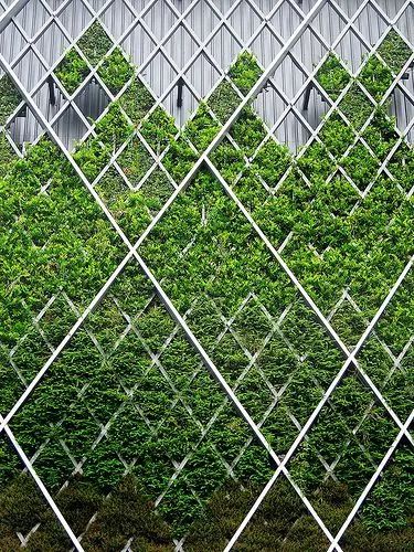 适合大白墙的绿植,把绿植挂在墙上