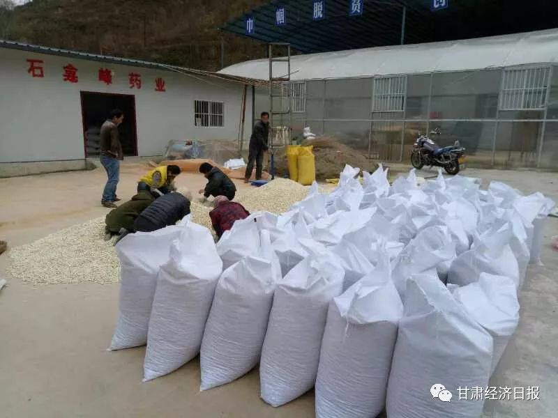 西和县半夏产业上的夫妻搭档