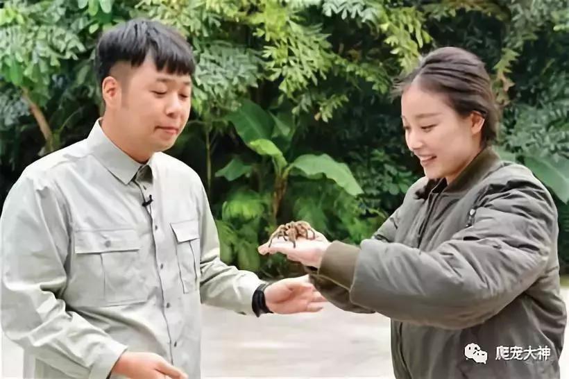 爬宠uva推荐,爬宠需要uvc吗