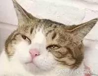 学生租房套路大揭秘,租房攻略新手必看大学生