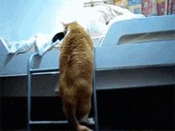 你享受过免费叫醒服务吗,你享受过免费的叫醒服务吗